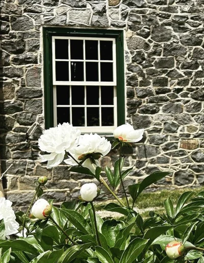 White peonies blooming in front of the historic stone exterior and windows of Rockwood Carriage House